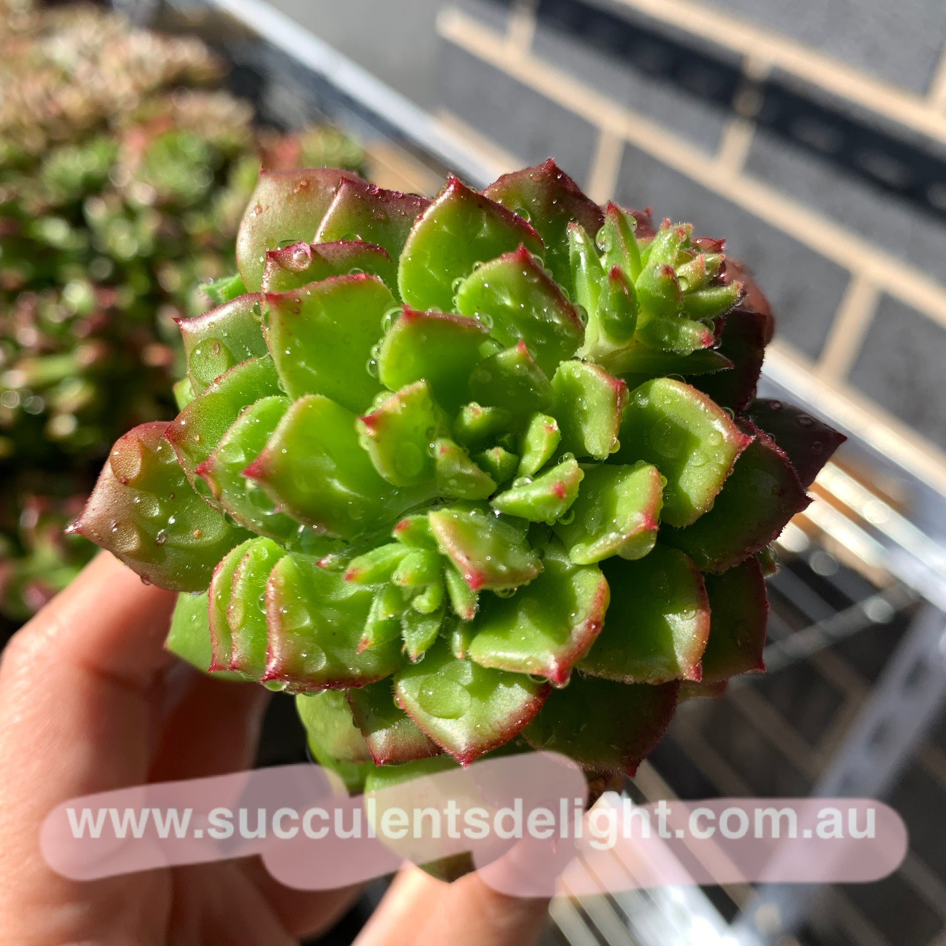 Sedeveria Rolly 蜡牡丹