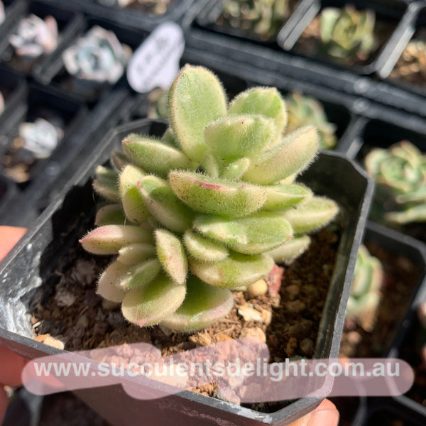 Cotyledon Tomentosa Bears Paw White Variegated 白熊/熊童子白锦