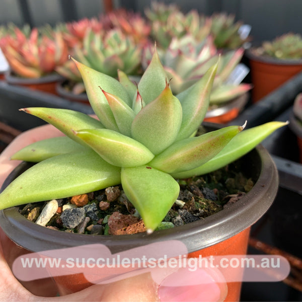 Echeveria Agavoides White Wax 白蜡东云