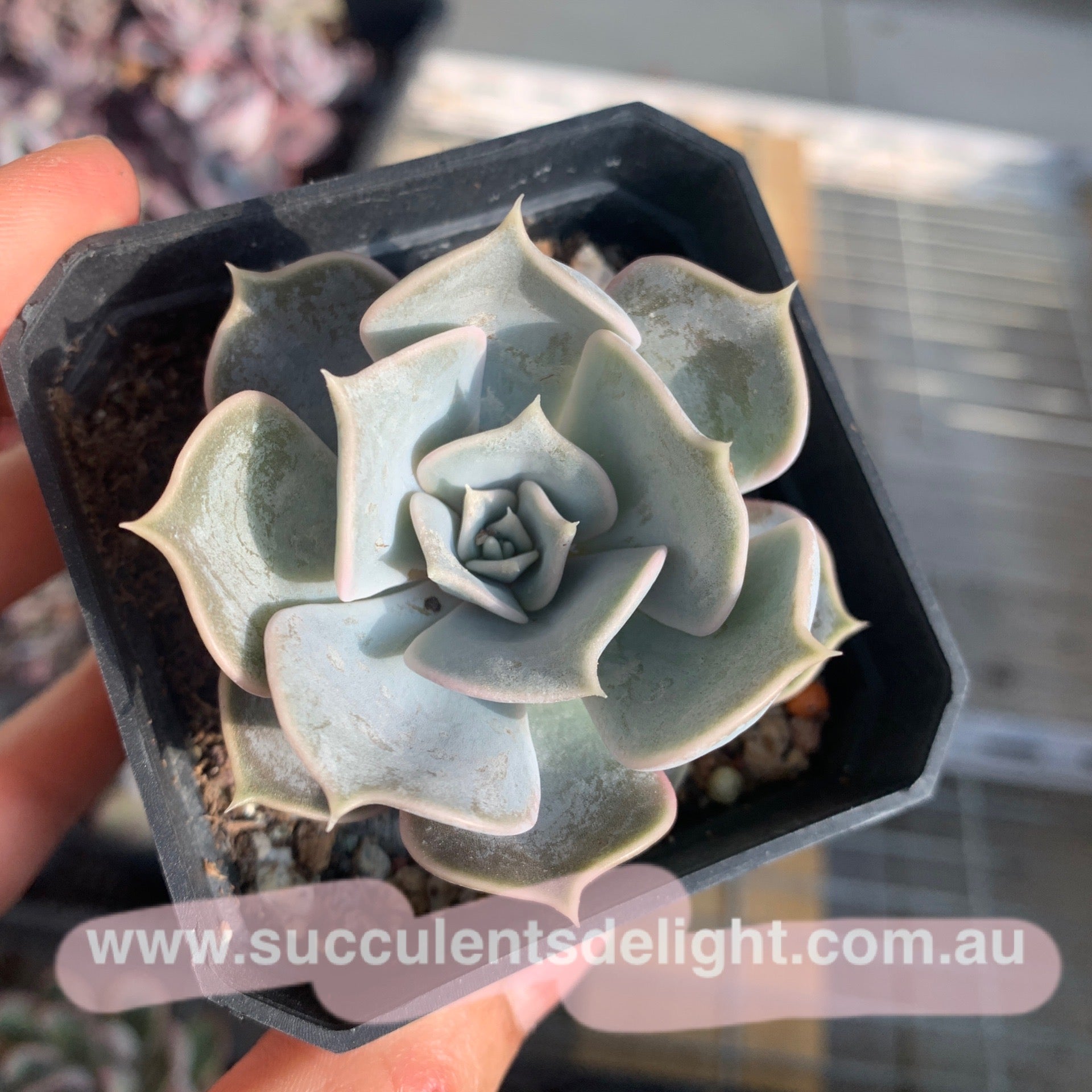Echeveria lilacina 丽娜莲
