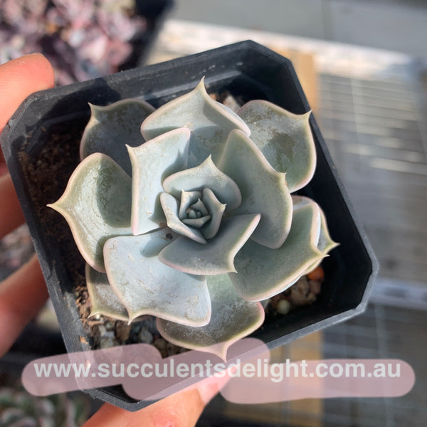 Echeveria lilacina 丽娜莲