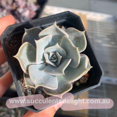Echeveria lilacina 丽娜莲