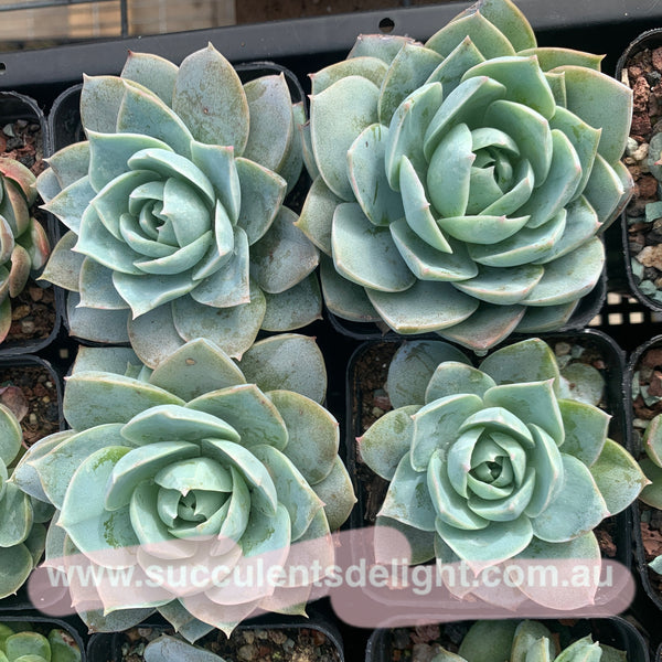 Sedum suaveolens aka Sedeveria blue lotus 木樨甜心