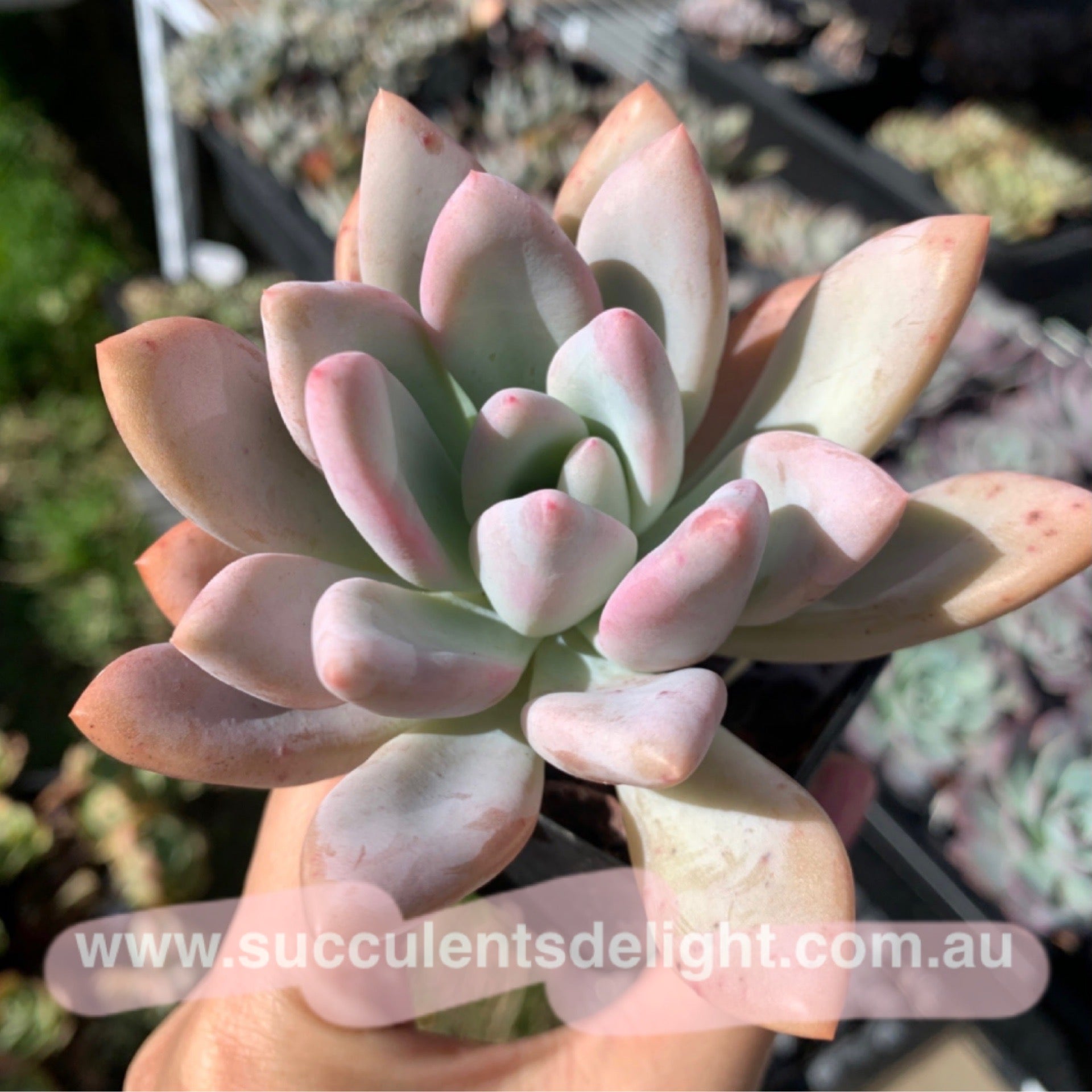 Graptoveria Opalina 奥普琳娜