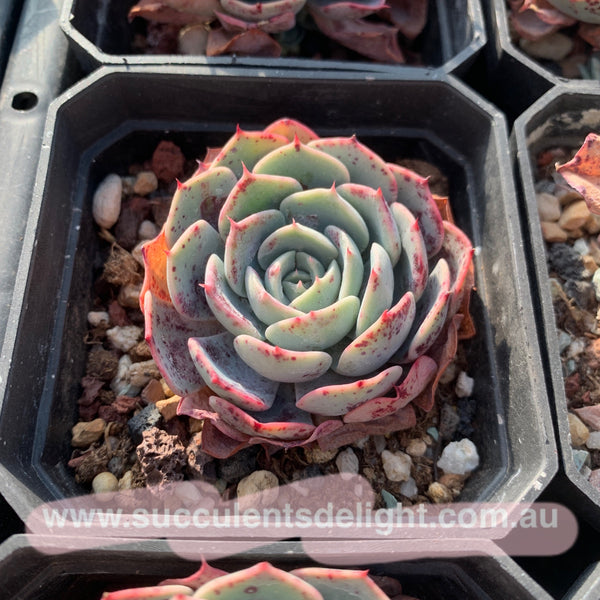 Echeveria San Camellia 圣卡美妮