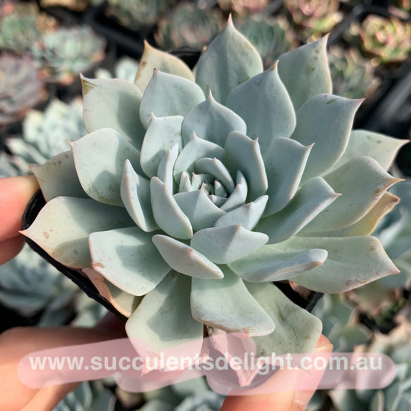 Echeveria Blue Bird (thin leave form) 薄叶蓝鸟