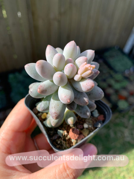 Pachyphytum Machucae aka Baby finger 婴儿手指