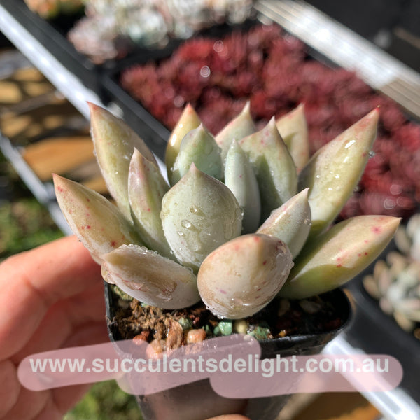 Echeveria Snow Queen 白雪女王