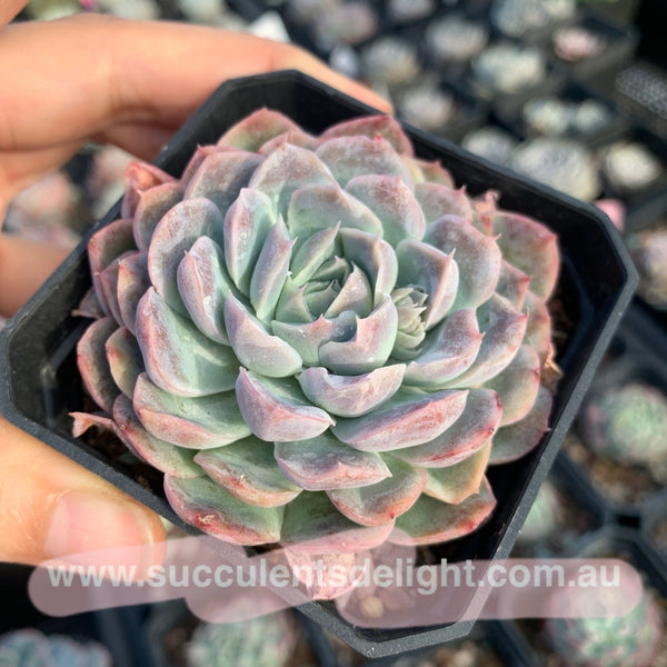 Echeveria Elegans Athena 月影雅典娜