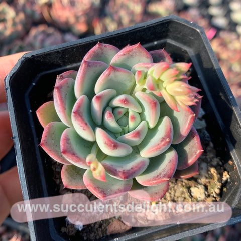 Echeveria Chantelle 粉仙黛