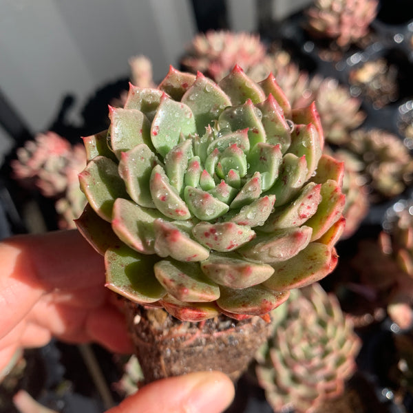 Echeveria Olivia ﻿cluster 奥利维亚群