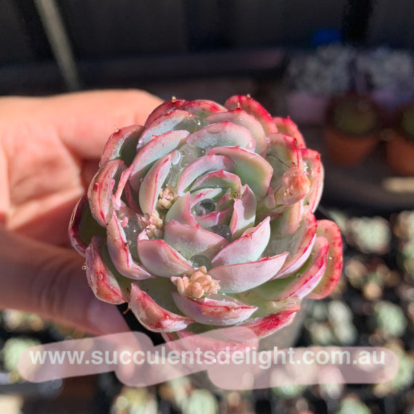 Echeveria Pink Edge Pink Elegans 粉月影