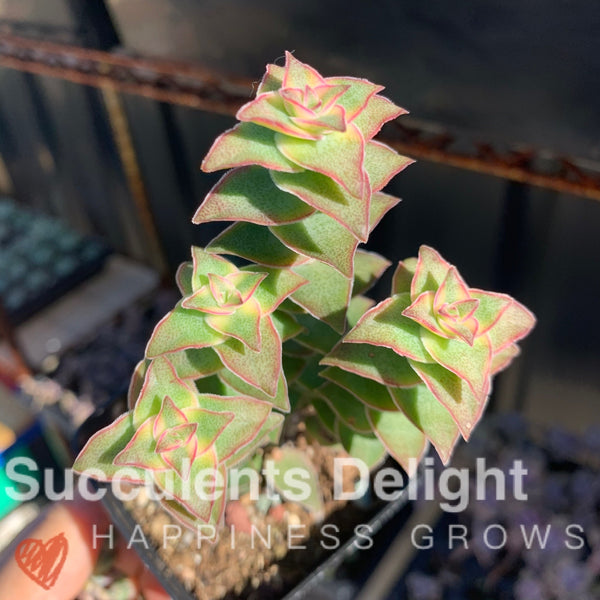 3 cuttings Crassula perforata var. variegata 十字星锦砍头