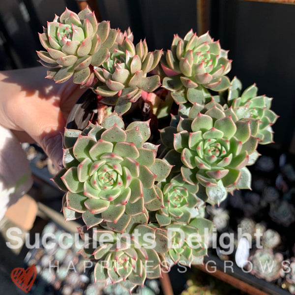 Echeveria Olivia ﻿cluster 奥利维亚群