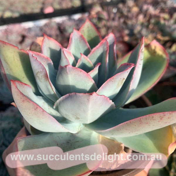 Echeveria subrigida 钢叶莲