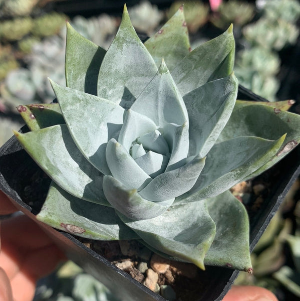 Dudleya brittonii 宽叶仙女杯布瑞东尼