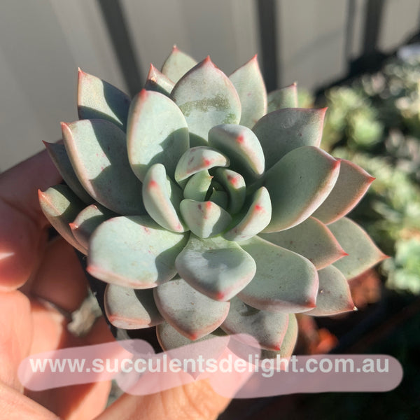 Echeveria Yeomiwol 女美月