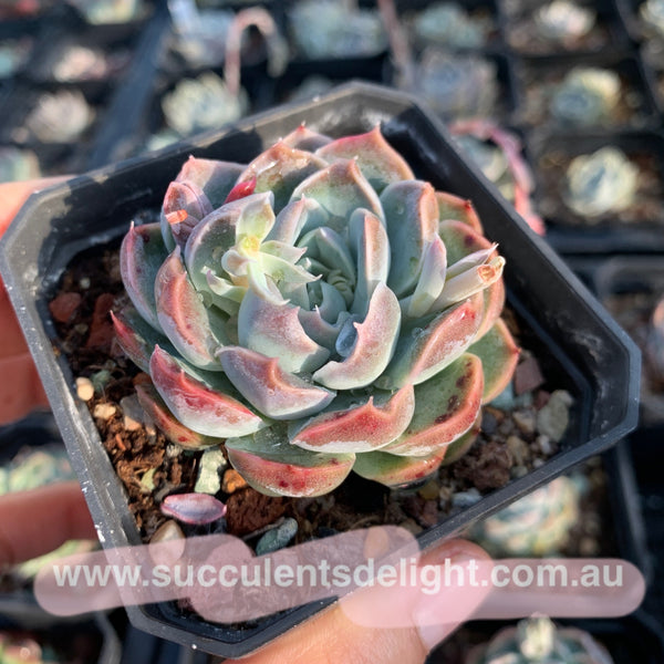 Echeveria Elegans Athena 月影雅典娜