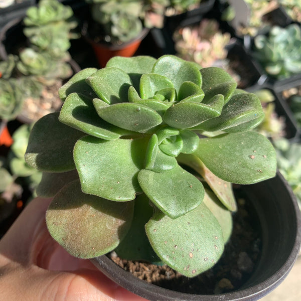 Aeonium Lily Pad 百合莉莉