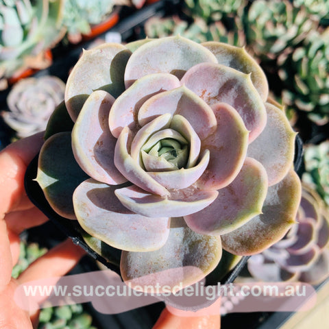 Echeveria Blue Surprise 蓝色惊喜