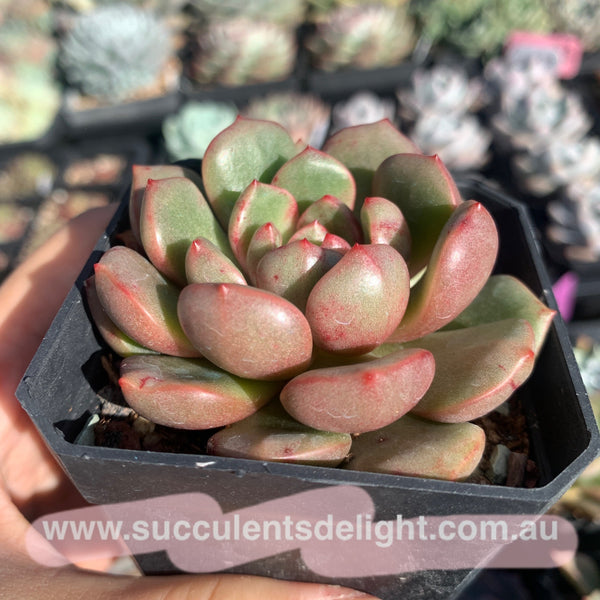 Echeveria Lollipop 棒棒糖（糖心）Succulents Delight New Hybrid