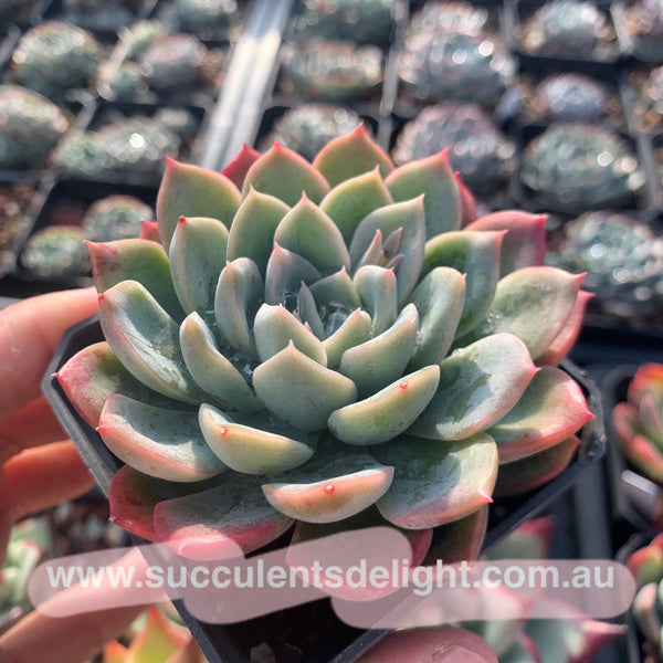 Echeveria Crescent Moon 新月