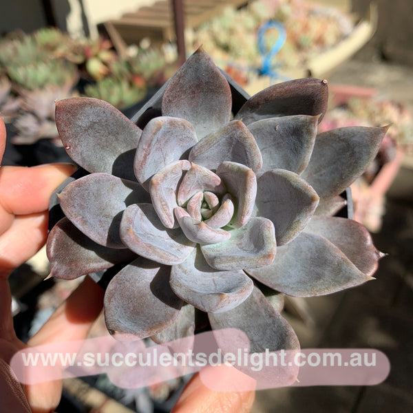 Echeveria Silver Queen 银后