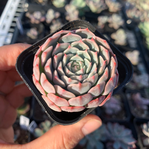 Echeveria Tuxpan Pinwheel x Alba Mini 纸风车美妮