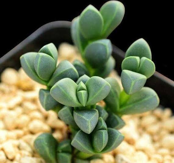 2x cuttings Astridia velutina (L.Bolus) Dinter 5-6cm 鹿角海棠