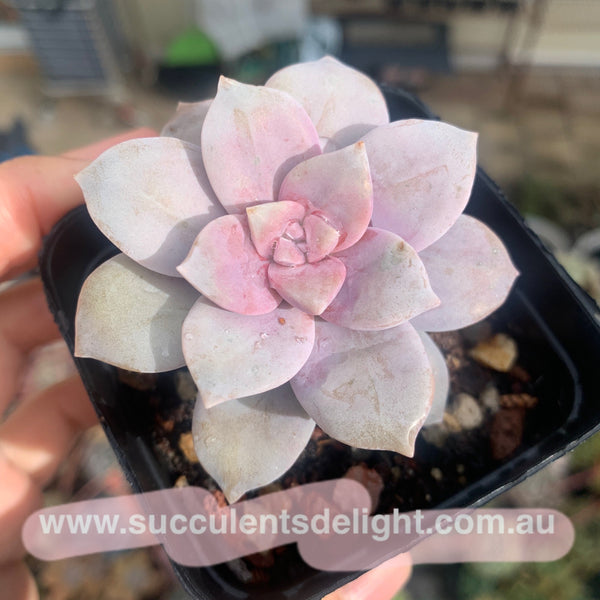 Graptopetalum superbum 华丽风车