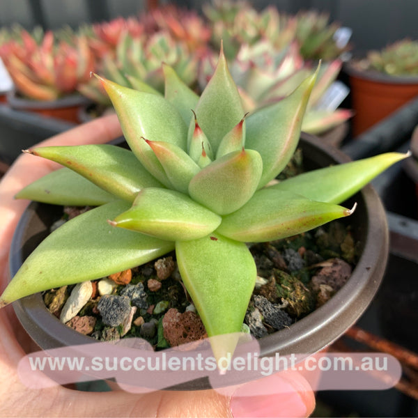 Echeveria Agavoides White Wax 白蜡东云