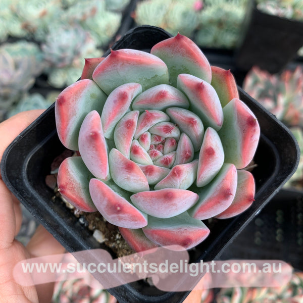 Echeveria Moon Shadow 月之影