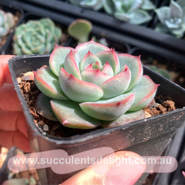 Echeveria Peach Grove 桃林 Succulents Delight New Hybrid
