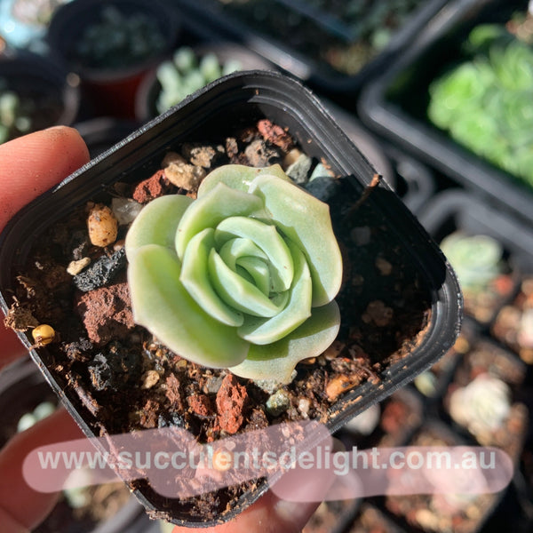 Graptoveria Lovely Rose 可爱玫瑰