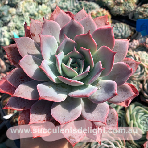 Echeveria La Candy LA糖果