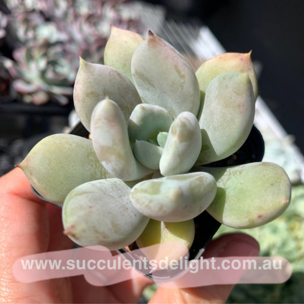 Echeveria Snow Queen 白雪女王