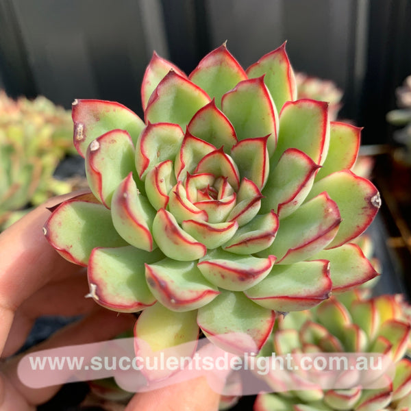 Echeveria Beniothine 莫兰