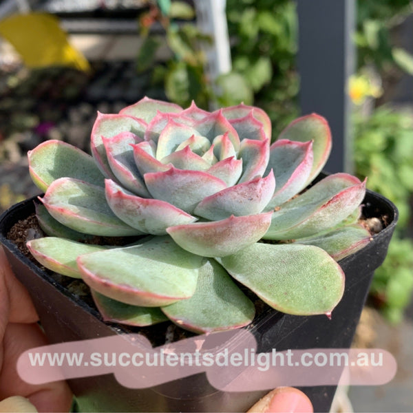 Echeveria Orange Fudge 橘子软糖