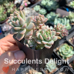 Echeveria Prolifica 子持白莲 帕米尔玫瑰
