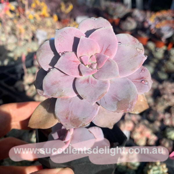 Graptopetalum superbum 华丽风车