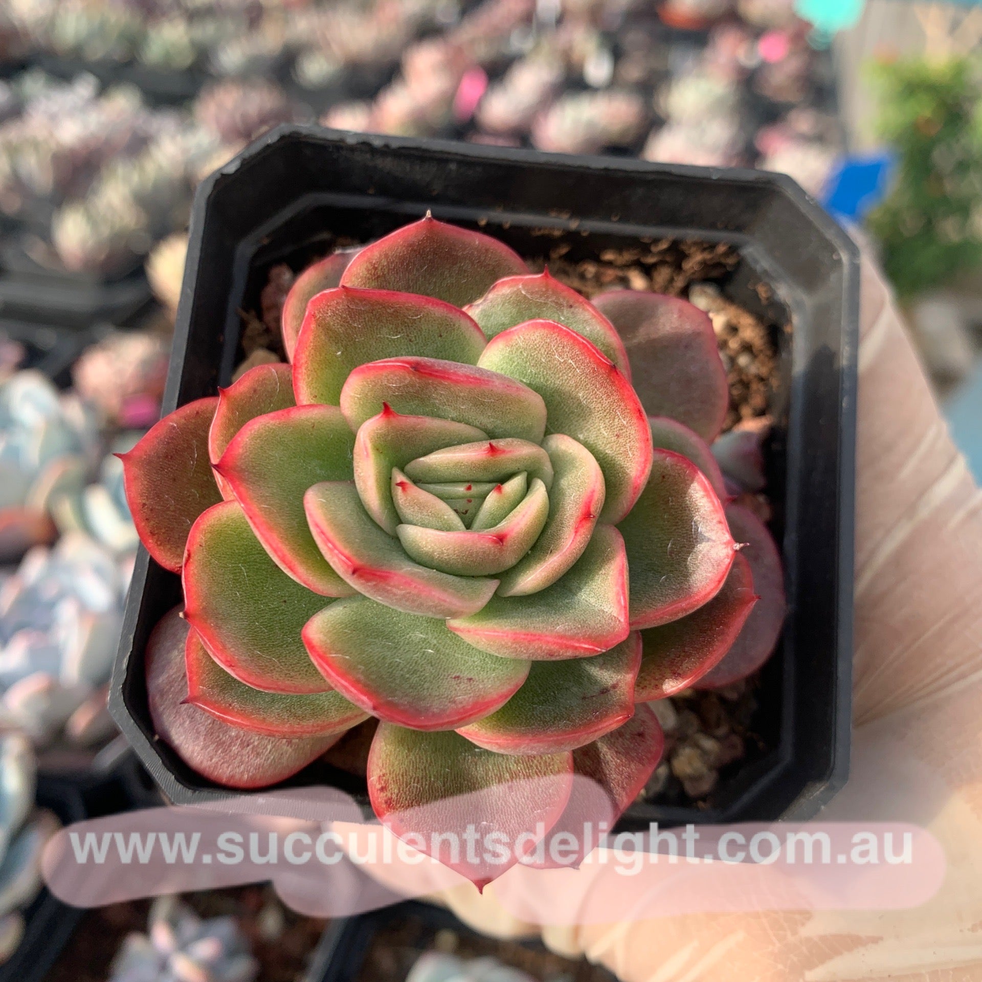 Echeveria agavoides Gilva (round leave form) 圆叶玉杯东云
