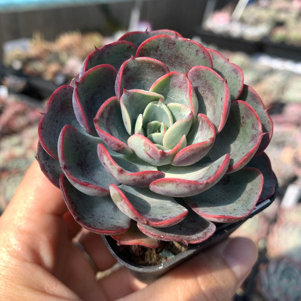 Echeveria Purple Rain (raindrop hybrid) 紫雨(雨滴杂）