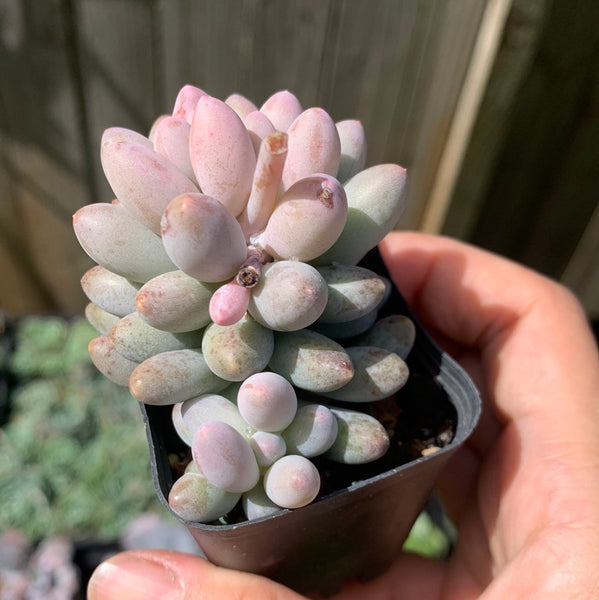 Pachyphytum Machucae aka Baby finger 婴儿手指