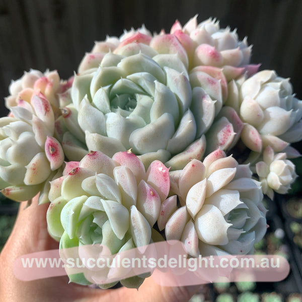 Echeveria Elegans Alba aka White Elegans 阿尔巴白月影