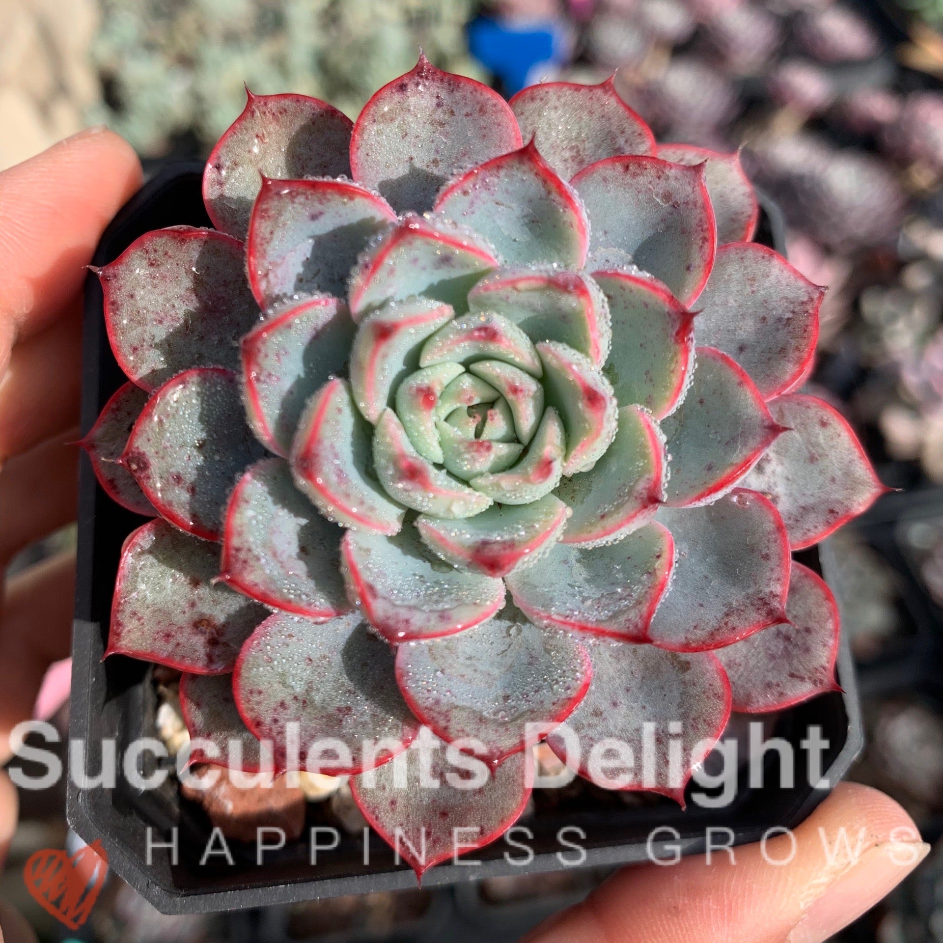 Echeveria Romantic Rose 浪漫玫瑰