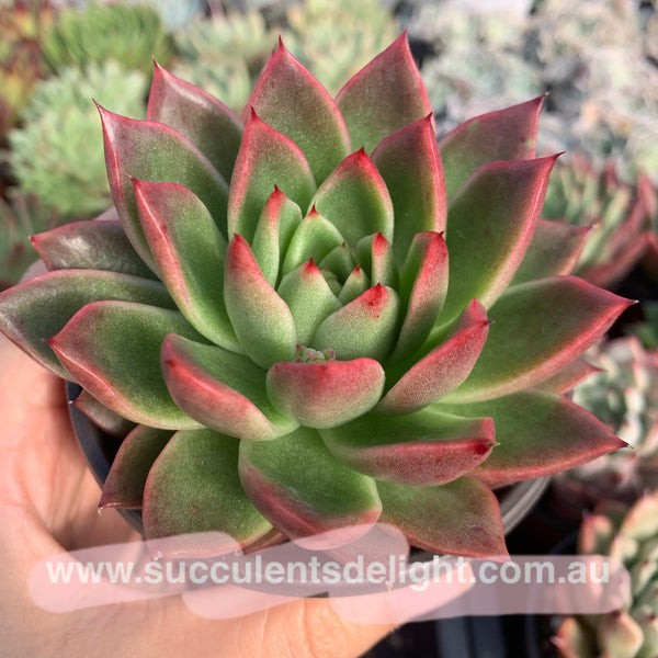 Echeveria Agavoides Red Wax 红蜡东云