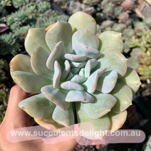 Clearance: Echeveria Exotic 雪特
