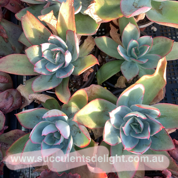 Echeveria subrigida 钢叶莲
