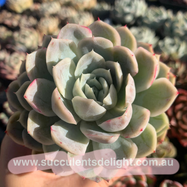 Echeveria New Surprise 新惊喜雪球