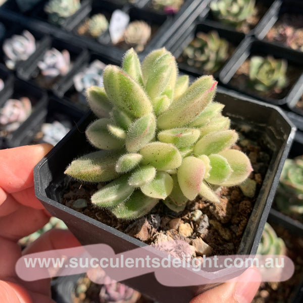 Cotyledon Tomentosa Bears Paw White Variegated 白熊/熊童子白锦